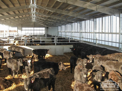 Steel-framed cattle barn built by Brecknock Builders